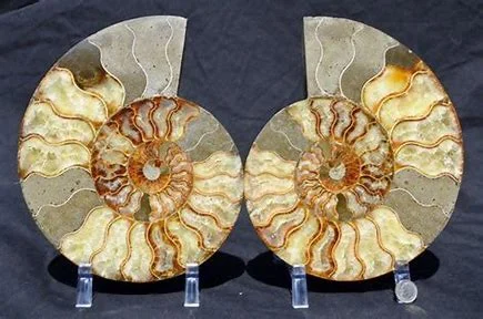 Gem Crystal Kollektion - Ammoniten-Fossil Paar, ca. 12,50 cm