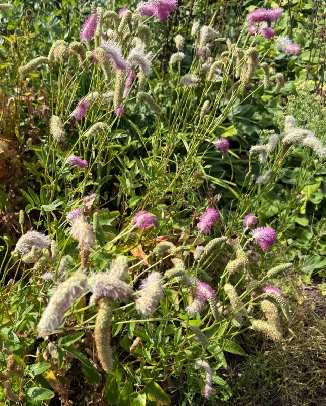 Japanischer Pimpernel (Höhe 150 cm) - Sanguisorba 'Obtusa'