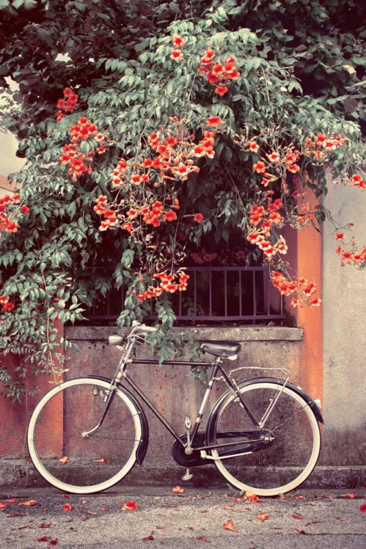 Acrylglasbild Fahrrad unter roten Blüten