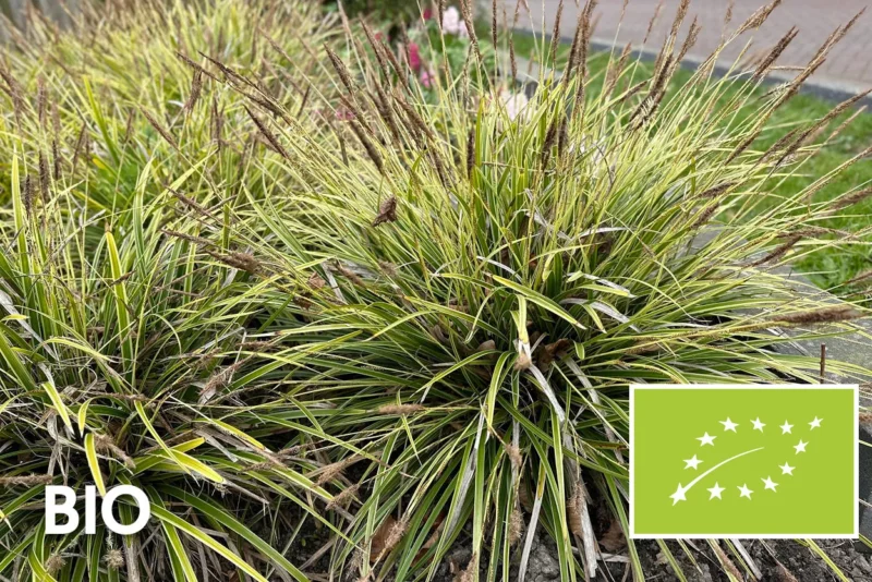 Bio-Segge - Carex morrowii 'Ice Dance'