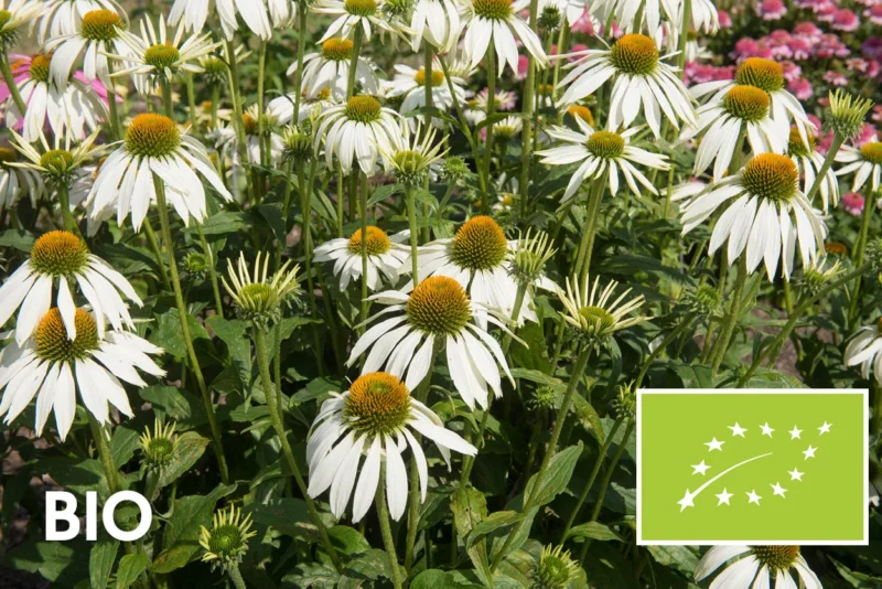 Bio-Weißer Sonnenhut - Echinacea purpurea 'Alba'