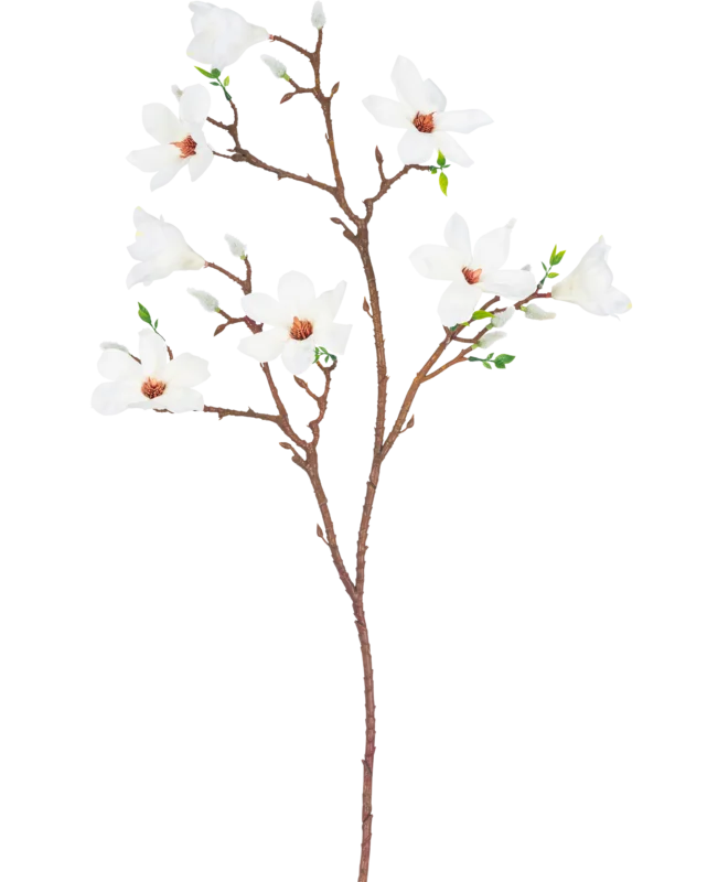 Der künstliche Magnolienzweig mit kleinen Blüten, 89 cm, weiß, hat einen einzelnen braunen Zweig mit mehreren Ablegern, mit mehreren offenen weißen Blüten mit einem hellrosa Herzen und kleinen grünen Blättern vor einem schlichten weißen Hintergrund.