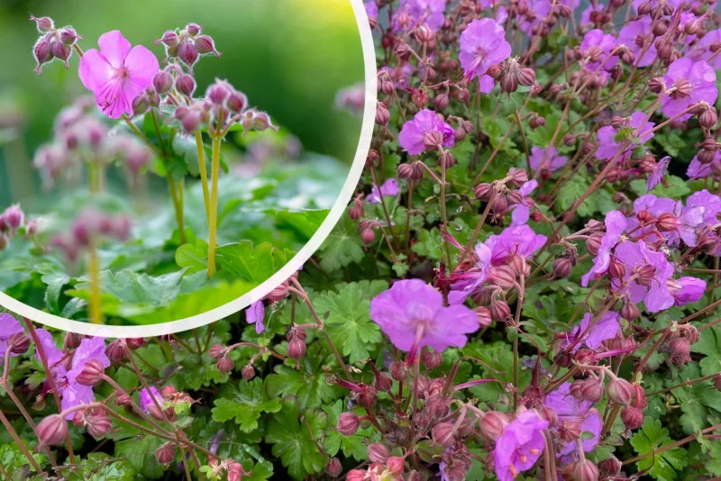 Bio-Storchschnabel - Geranium cantabrig. 'Karmina'