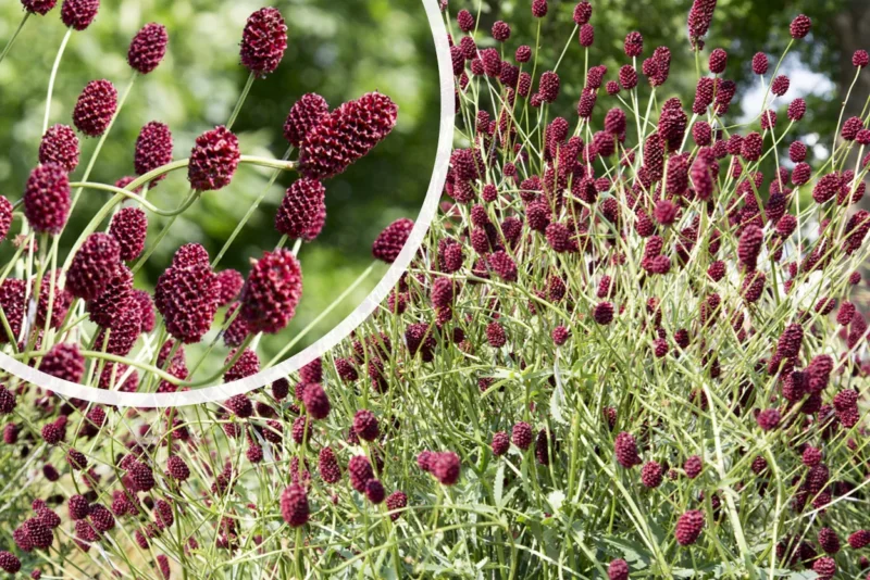 Großer Wiesenknopf - Sanguisorba officinalis (Höhe 120 cm)