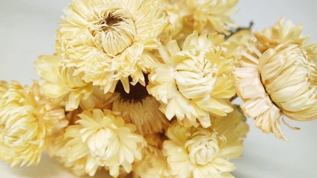 Strohblumen Granvia - 1 Bund - Naturfarbe creme
