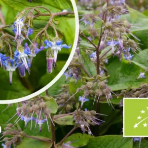 Bio-Orientalisches Gurkenkraut – Trachystemon orientalis