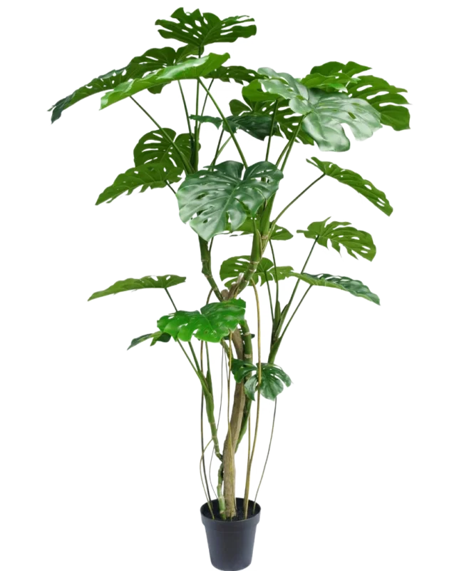 Die Kunstpflanze Monstera 210 cm ist eine hohe Topfpflanze mit mehreren langen Stielen und großen, glänzenden, gespaltenen grünen Blättern, die einer echten Monstera ähneln. Hier vor einem schlichten weißen Hintergrund dargestellt.