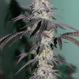 Grounded Genetics Blue Zlime Fem 7St.