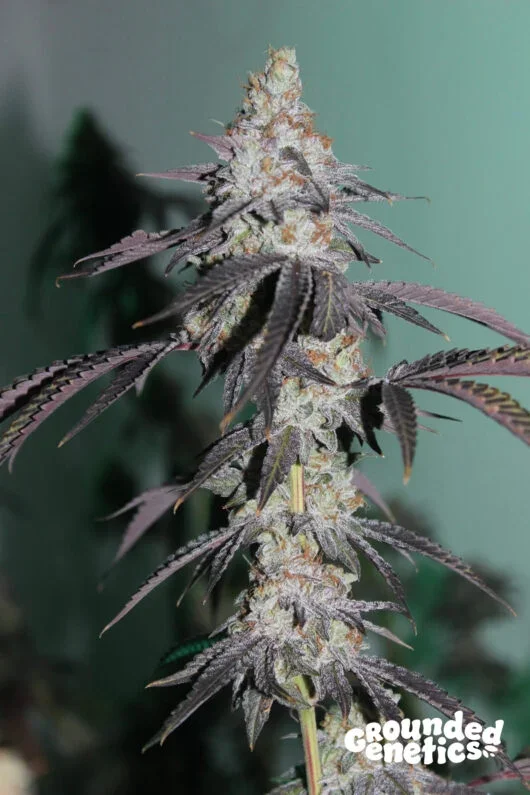 Grounded Genetics Blue Zlime Fem 7St.